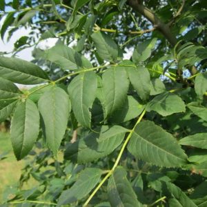 Frêne Feuille Fraxinus