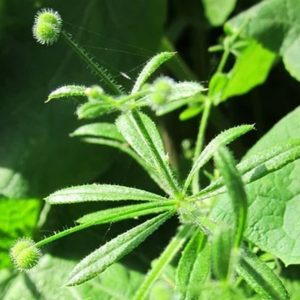 Gaillet Gratteron Galium Aparine