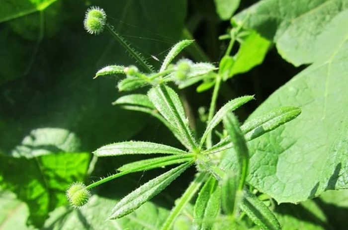 Gaillet Gratteron Galium Aparine