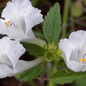 Galéopsis Segetum Famille Lamiaceae