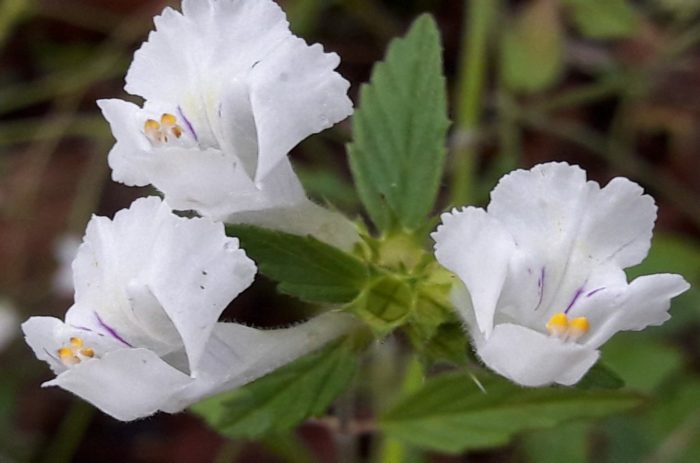 Galéopsis Segetum Famille Lamiaceae