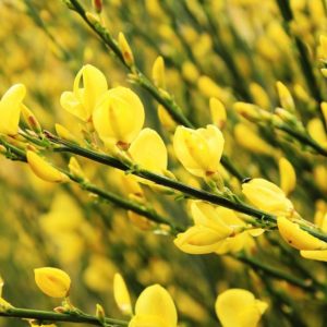 Genet Fleur Cytisus Scoparius