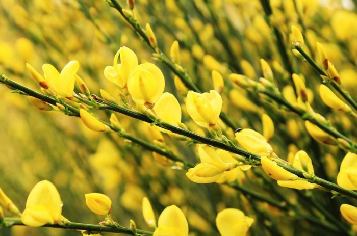 Genet Fleur Cytisus Scoparius