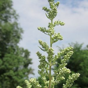 ARMOISE Artémésia Vulgaris