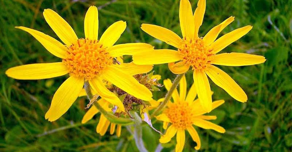 Arnica estratto glicolico