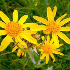 Arnica estratto glicolico