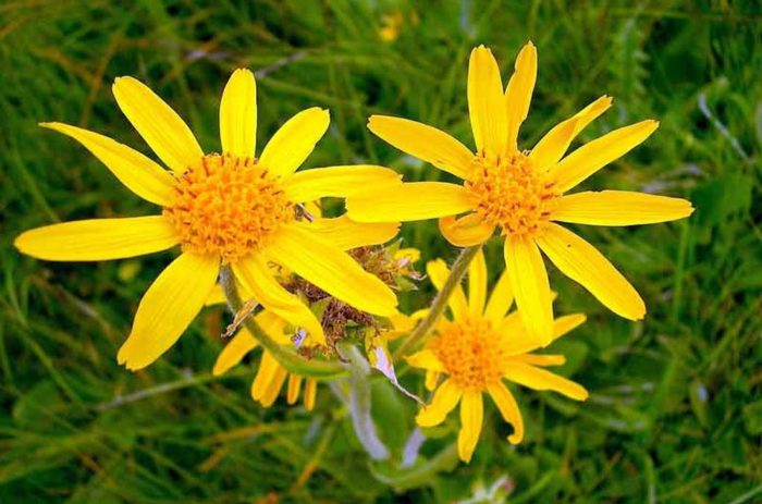 Arnica estratto glicolico