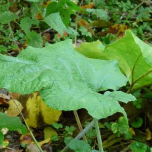 BARDANE Arctium Lappa
