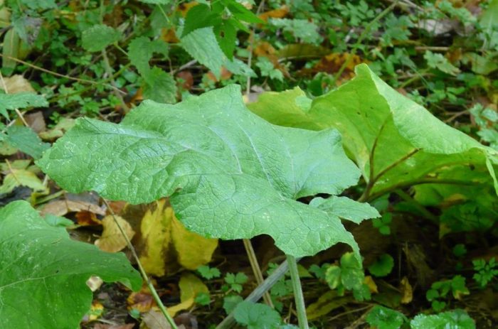 BARDANE Arctium Lappa