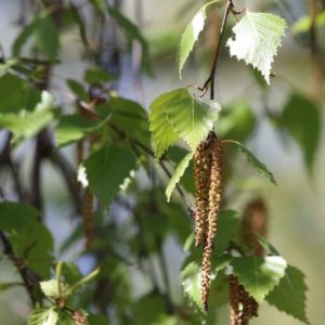 Bouleau feuille Bétula