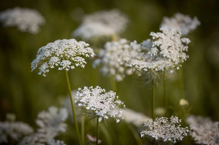 Carotte Sauvage Daucus Carota