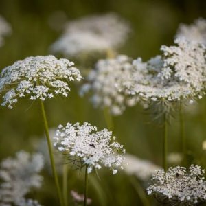 Carotte Sauvage Daucus Carota