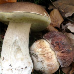 Vente de cèpes