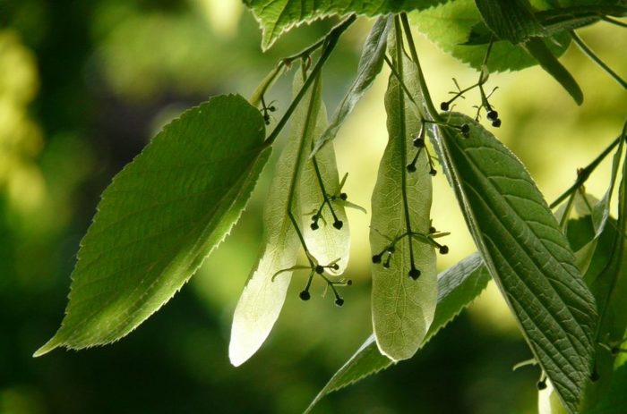 Tilleul Tiliae Cordata