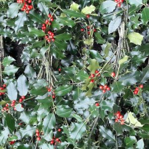 HOUX Rouge Boules Ilex Aquafolium
