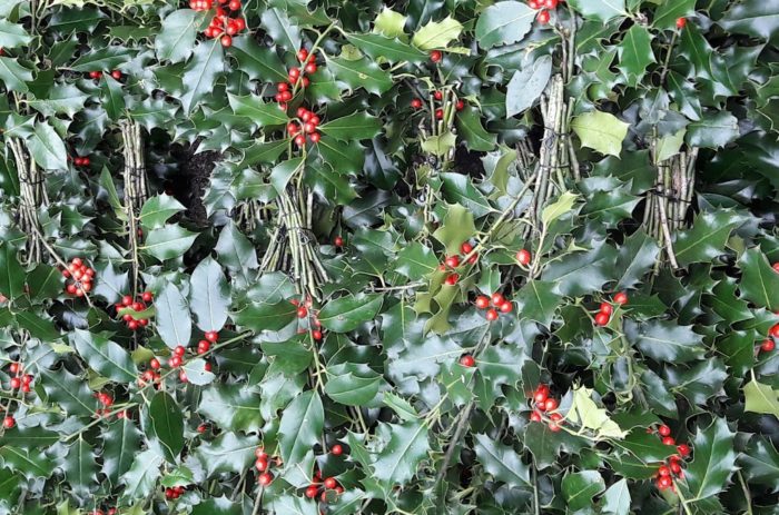 HOUX Rouge Boules Ilex Aquafolium