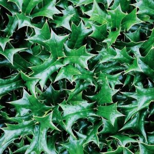HOUX Vert