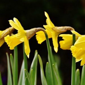 Jonquille narcissus Jonquilla