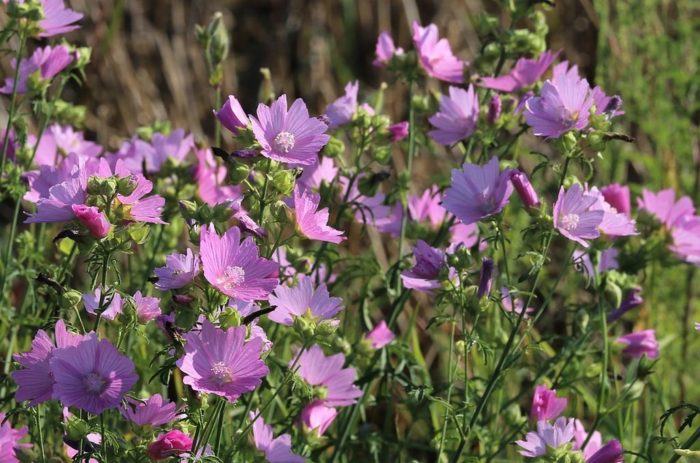 Mauve Fleur Malva