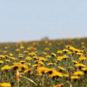 Pissenlit Taraxacum Officinalis