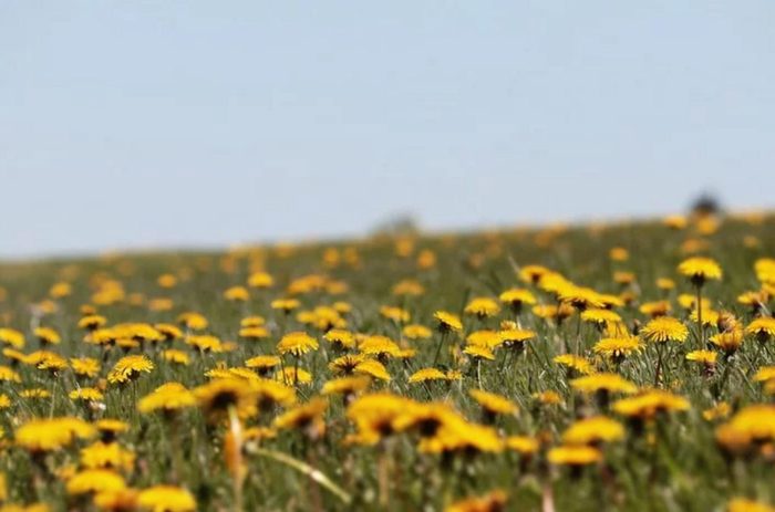 Pissenlit Taraxacum Officinalis