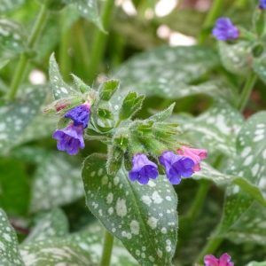 Pulmonaire Pulmonaria Affinis