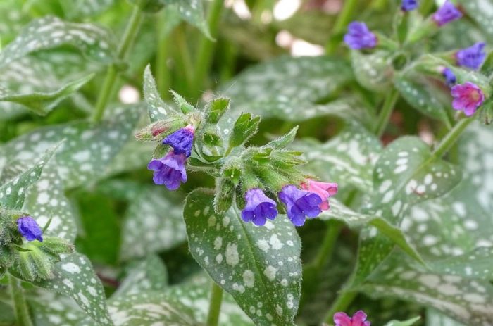 Pulmonaire Pulmonaria Affinis