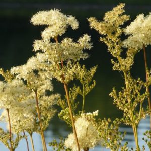 Reine des prés Filipendula Olmaria