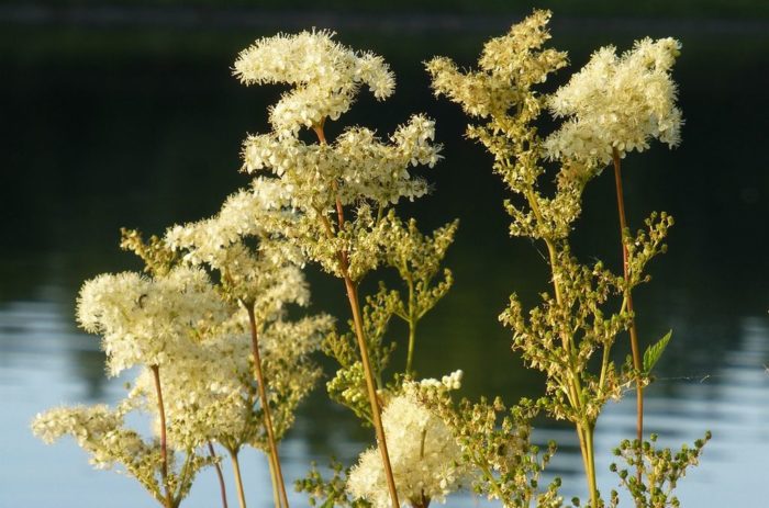 Reine des prés Filipendula Olmaria