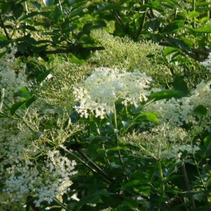 Sureau Fleur